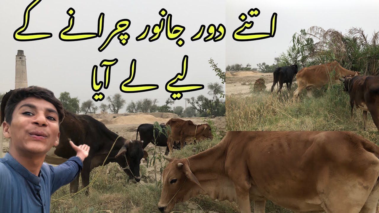 Itny dur janwar chrany ly ayya ||