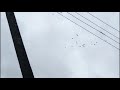 Агасиевские бойные голуби Павла Шваба. голубка бомбит с сумасшедшим столбом.