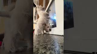 West Highland Terrier puppy | 10.5 Weeks After The Puppies Were Born