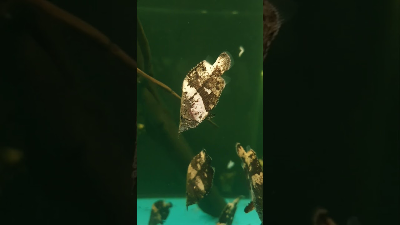 Monocirrhus polyacanthus / Blattfisch (5 bis 7 cm)