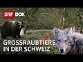 Wolf, Luchs und Bär | Die Rückkehr der grossen Raubtiere in die Schweiz | Doku | SRF Dok