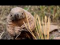 Смешные и забавные панголины | Funny pangolins (Животные №4)