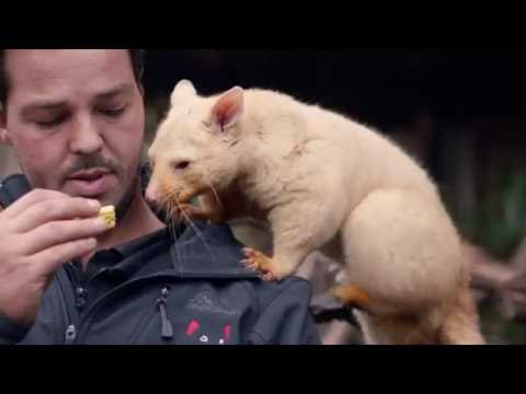 Video: Ako Navštíviť Tasmániu V Bonorong Wildlife Sanctuary