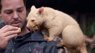 Bonorong Wildlife Sanctuary Tasmania | Wombats and Tasmanian Devils