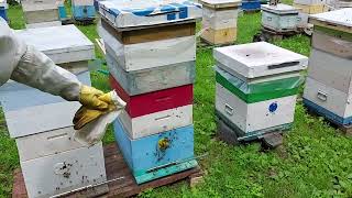 первый отбор мёда в 2022 году/сибирский пчелоблог