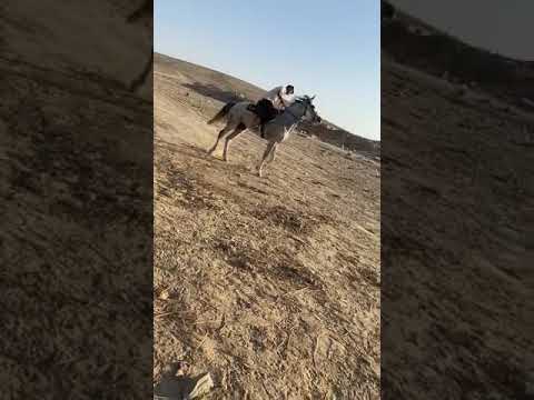 خيل قاسم
