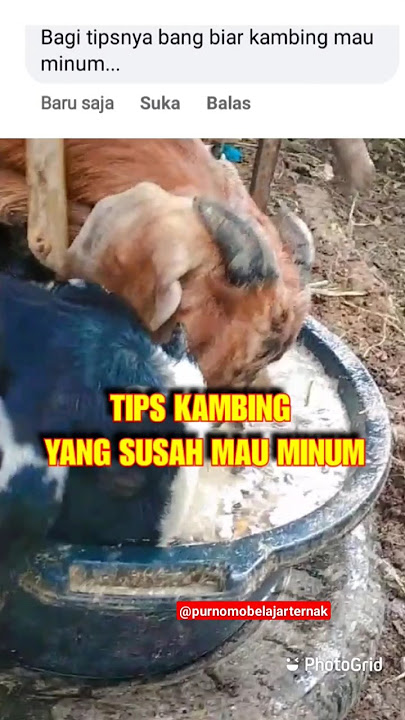 How to make goats like drinking water #goats