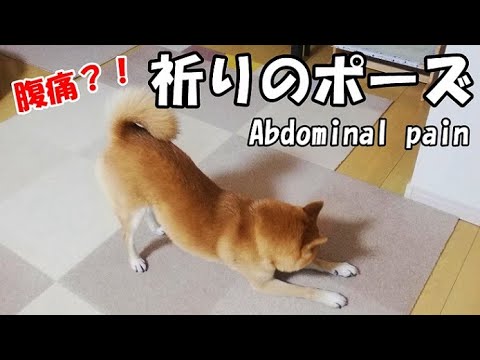 柴犬おーじろう 食べない飲まない 祈りのポーズ をして震える柴犬 Not Eating Or Drinking Prayer Position Trembling Dog Youtube