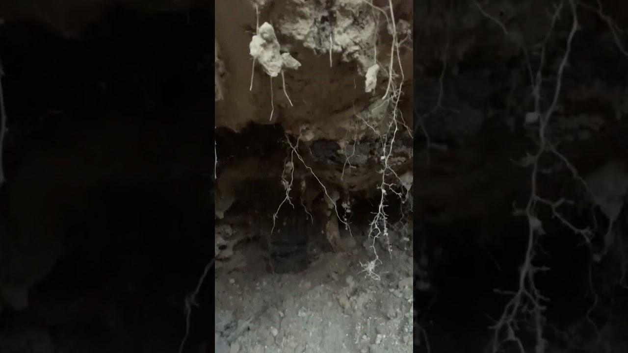 WHAT'S INSIDE THIS 150 YR OLD CHINESE POT BURIED UNDER A GAS LINE ? #treasuresearch #chinesepottery