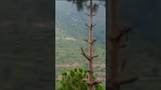 New Garhwali Song, Yakhili Sarelu Uni Prani Keasu