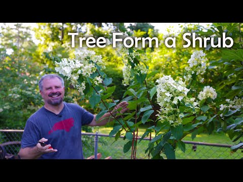 Video: Turpentine Shrub Care - Para Saan Ginamit ang Turpentine Bush