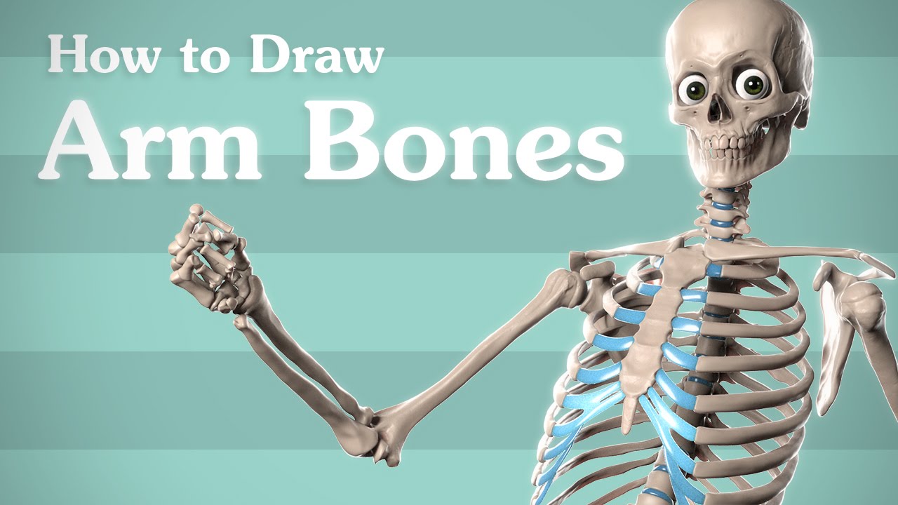 Drawing Arm Bones - Anatomy for Artists - YouTube diagram of arms 