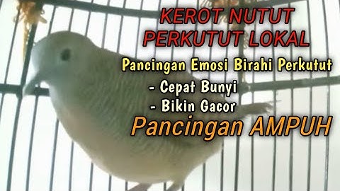 Kerot Perkutut Lokal Paling JAGO MEMANCING BUNYI Emosi Birahi GACOR Burung Perkutut