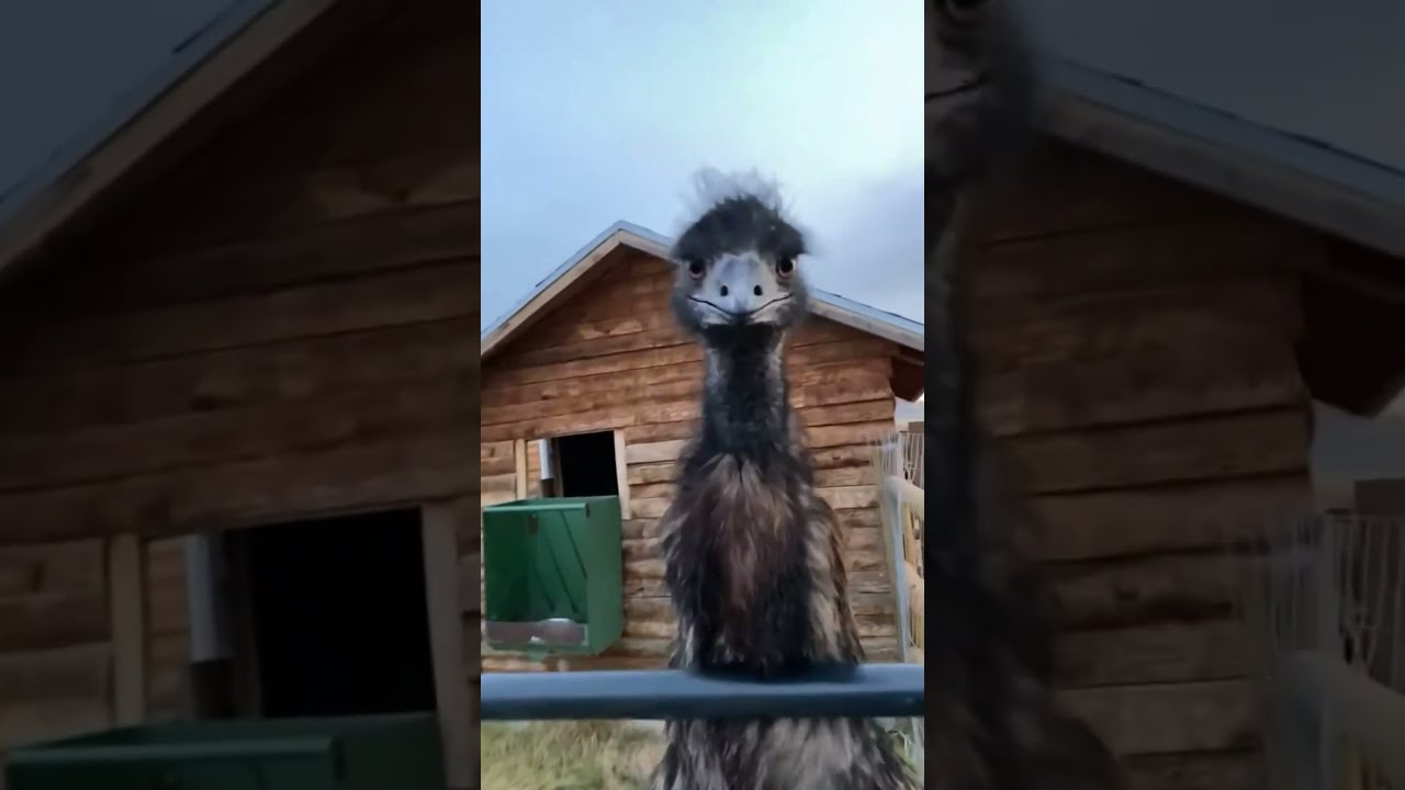 Funny Emu Pets Funnyanimal Core Funnyvideos
