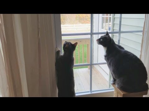 Cats vs Praying Mantis