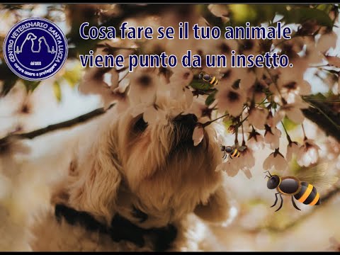 Video: Allergie Della Pelle Del Cane O Punture Di Insetti: Cosa Ha Il Mio Animale Domestico?