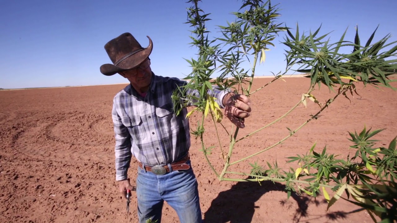 Hemp research