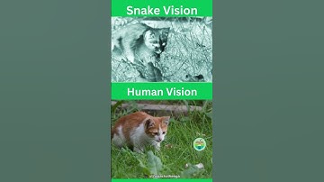 Vibrant Green Tree Python #snake #python