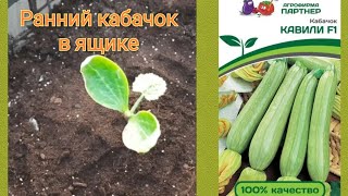 Выращивание ранних кабачков в ящиках.