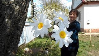 Большие ромашки из гофрированной бумаги, мастер-класс Большие ромашки из гофрированной бумаги, мастер-класс