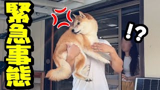 Download Lagu 楽しい盆休みが一転、柴犬姉妹が避難する緊急事態に MP3 Download Lagu 楽しい盆休みが一転、柴犬姉妹が避難する緊急事態に MP3