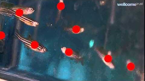 Zebrafish tracking