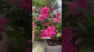 Dipladenia Dipladenia