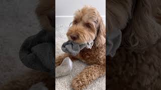 I just hand over the socks at this point 🙃 #doglife #funnydogs #animals #doglover #dogmom #cutedog
