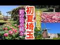 春が終わったので東松山で初夏の花を楽しんできました/東松山ぼたん園/埼玉観光旅行vlog