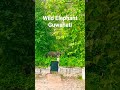 wild elephant 🐘  at Guwahati #viralvideo #shortsvideo #shortsyoutube #shortsviral #shortvideo #viral