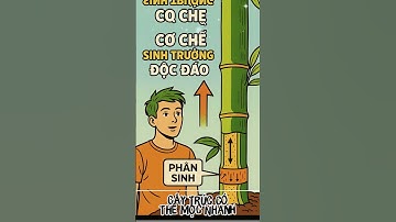 Tại Sao Cây Trúc Có Thể Mọc Nhanh Như Vậy