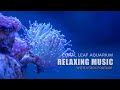 CORAL REEF AQUARIUM COLLECTION 90 MINUTES BEST RELAX MUSIC SLEEP MUSIC