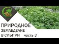 Природное земледелие в Сибири часть 3