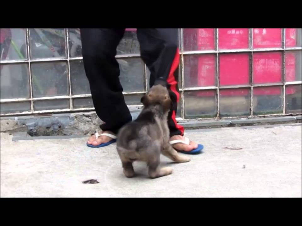Ninhada Haika e Mcqueen puppy paradise