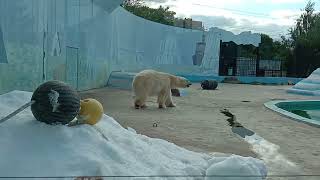 Белый медведь развлекается в Нижегородском зоопарке.