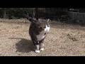 強風に立ち向かうまるさん。-Maru confronted the strong wind.-