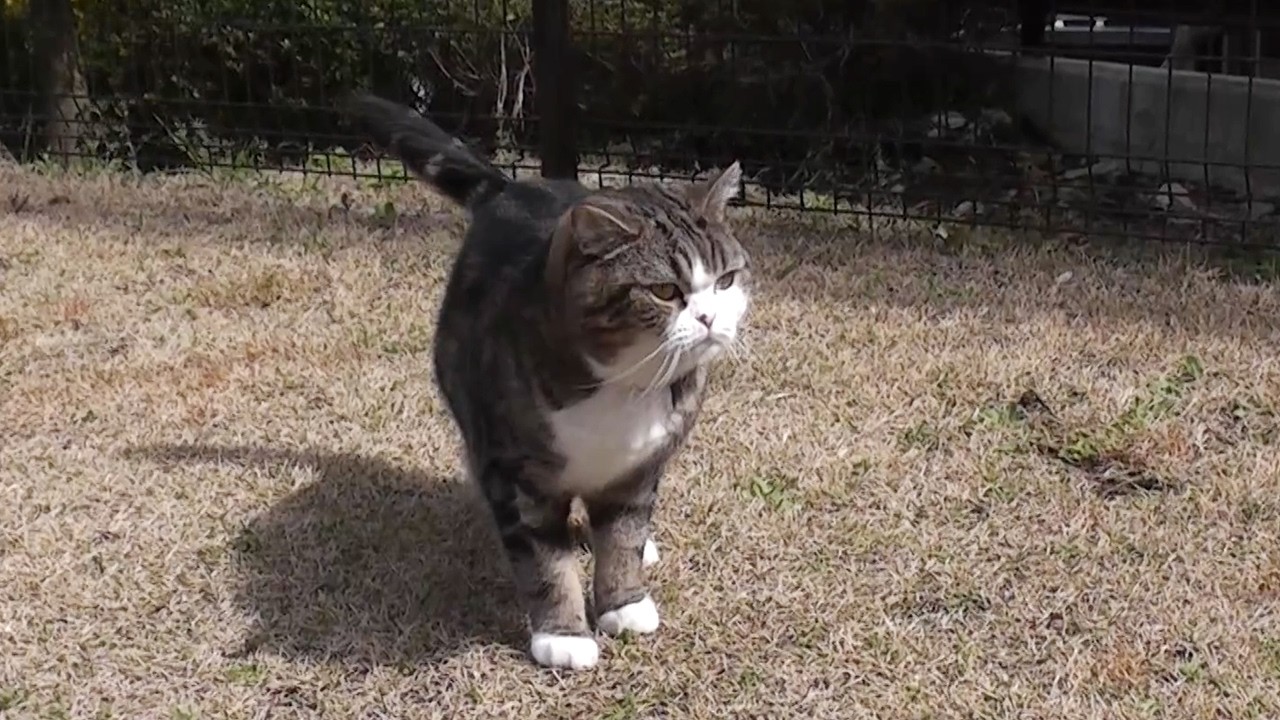 強風に立ち向かうまるさん。-Maru confronted the strong wind.-（動画