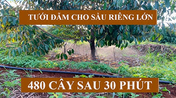 Hệ thống tưới sầu riêng dùng béc tưới bù áp VP3 Pro có đủ nước không?| VNPLANT