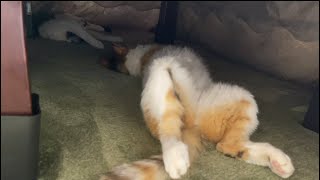 視界にコレ入ったらどうします？猫です。