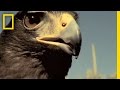 Harris's Hawks vs. Jackrabbit | National Geographic