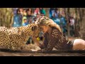 Lion Sees Her Adoptive Dad After 7 Years...