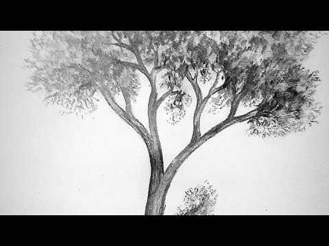 How to Draw A Tree With Pencil for Beginners - YouTube