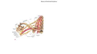 Basics of the brachial plexus