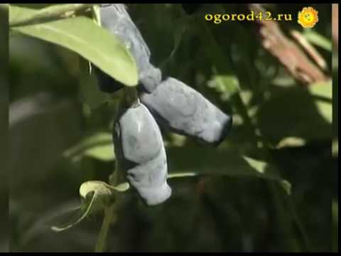 Шесть условий для плодоношения жимолости - YouTube