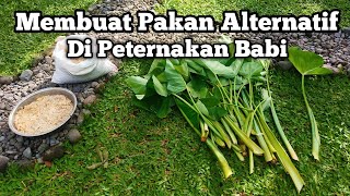 Membuat Pakan Alternatif Di Peternakan Babi by Harry Saputra channel 2,090 views 1 year ago 11 minutes, 44 seconds