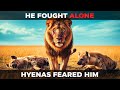 The Lion Who Fought Alone The True Story Of Skorro The Hyena Killer Of Okavango The Lion Who Fought Alone The True Story Of Skorro The Hyena Killer Of Okavango