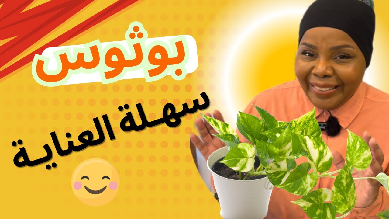 كيف العناية والاهتمام نبات البوثوس 🪴✨