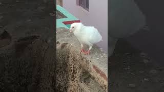 🔥kalka madras 🔥 #pigeon #vilogpigeon #raisenpigeons #pigeonhouse #kabootarloft05 #pigeonlover #birds