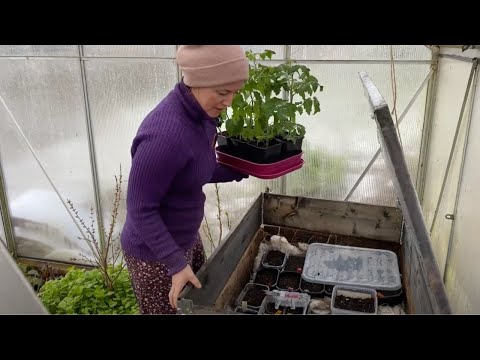 Video: Dyrking Og Planting Av Frøplanter Av Paprika