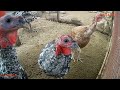 Criando pavos para Navidad y también mostrando patos y gallinas